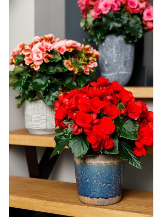 Begonia Smulkežiedė "BALADIN"-BEGONIJOS-VIENMETĖS GĖLĖS