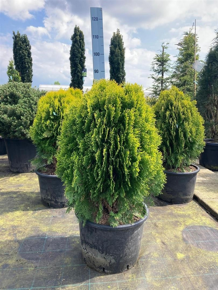 Tuja rytinė (Lot Platycladus or.) 'Aurea Nana' C35 60-70 CM-TUJOS-SPYGLIUOČIAI