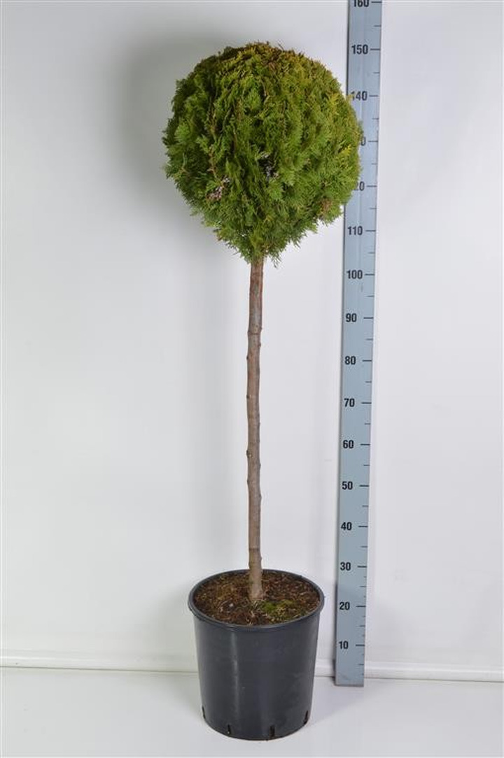 Tuja rytinė (Lot Platycladus or.) 'Aurea Nana' C18-TUJOS-SPYGLIUOČIAI