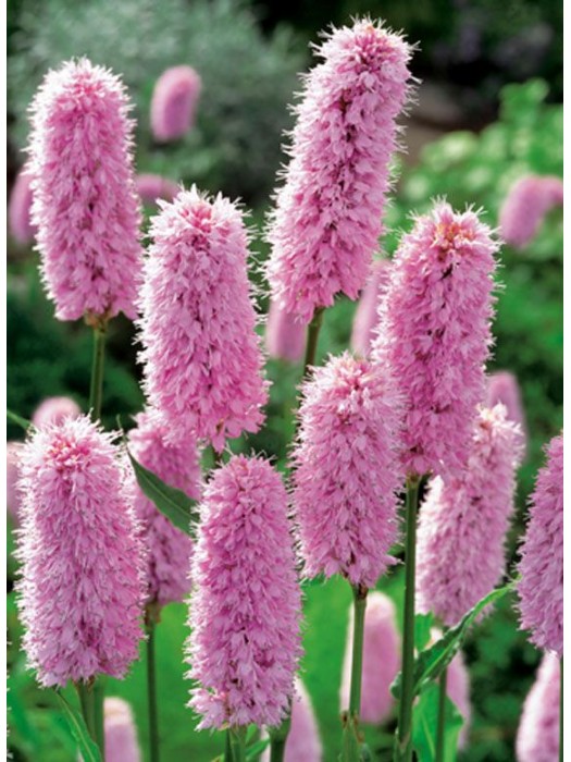 Rūgtis gyvatžolė (Lot Polygonum bistorta) P9-KITI-DAUGIAMETĖS GĖLĖS