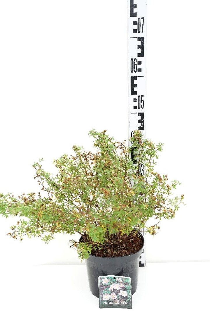 Sidabrakrūmis paprastasis (Lot Potentilla f.) 'Blink' C3/P19 30-35 CM-SIDABRAKRŪMIAI-KRŪMAI