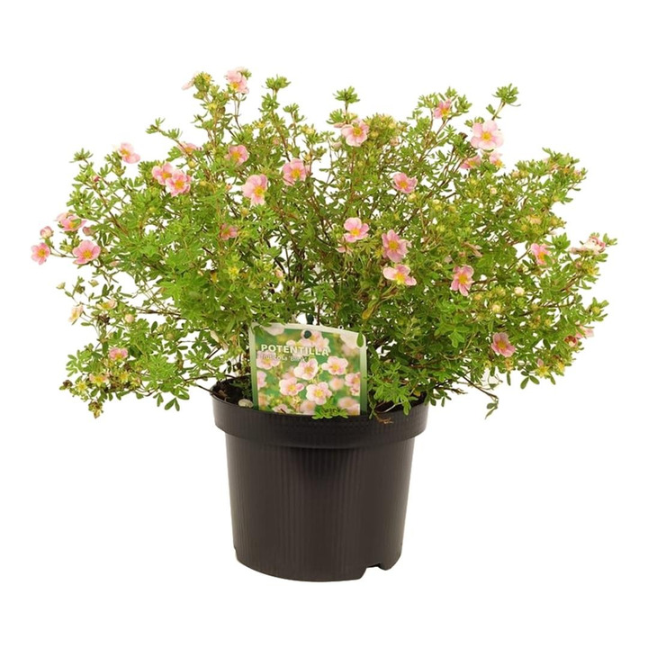 Sidabrakrūmis paprastasis (Lot Potentilla f.) 'Blink' C3/P19 30-35 CM-SIDABRAKRŪMIAI-KRŪMAI