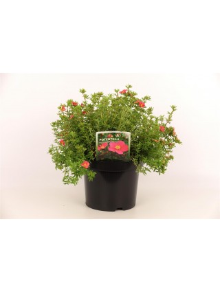 Sidabrakrūmis paprastasis (Lot Potentilla f.) 'Danny Boy' C3/P19 25-30 CM-SIDABRAKRŪMIAI-KRŪMAI