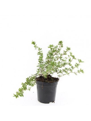 Sidabrakrūmis paprastasis (Lot Potentilla f.) 'Elizabeth' C1,5/P15-SIDABRAKRŪMIAI-KRŪMAI