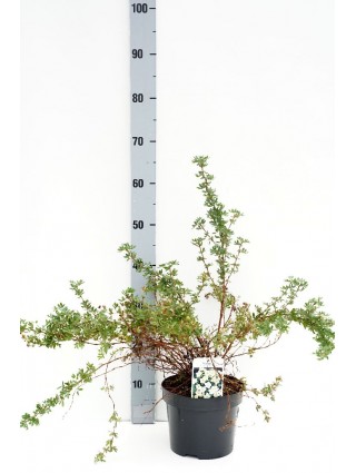 Sidabrakrūmis paprastasis (Lot Potentilla f.) 'McKay's White' C3/P19 30-40 CM-SIDABRAKRŪMIAI-KRŪMAI