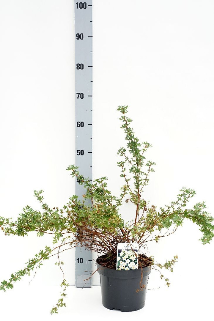 Sidabrakrūmis paprastasis (Lot Potentilla f.) 'McKay's White' C3/P19 30-40 CM-SIDABRAKRŪMIAI-KRŪMAI
