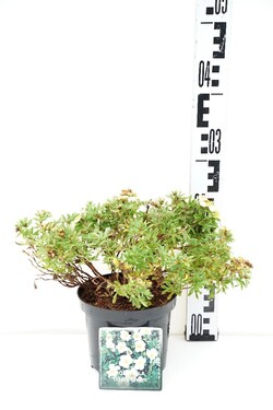Sidabrakrūmis paprastasis (Lot Potentilla f.) 'Tilford Cream' C1,5/P15 15-20 CM - nuotrauka 1