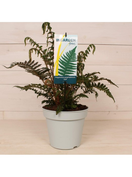 Papartis (Lot Polystichum polyblepharum) 'Jade' C2/P17-KITI-DAUGIAMETĖS GĖLĖS