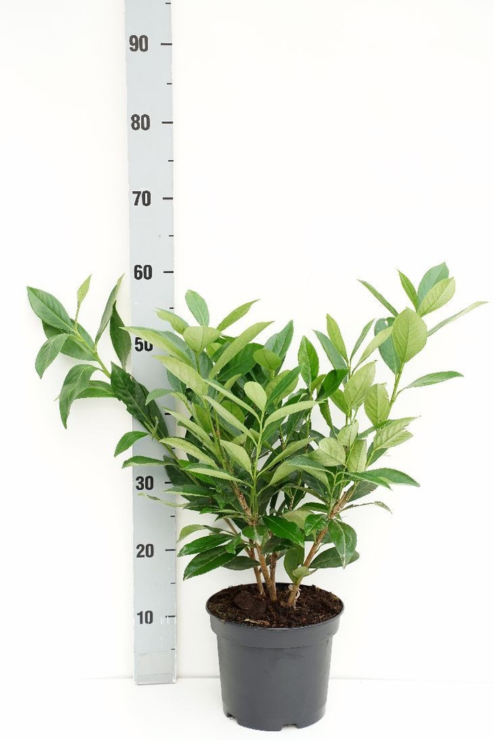 Lauro vyšnia (Lot Prunus laur.) 'Caucasica' C3/P19 40-60 CM-VYŠNIOS DEKORATYVINĖS-SAKUROS-MEDŽIAI