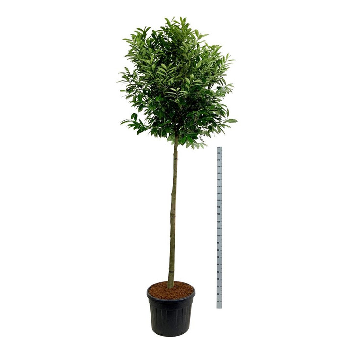 Lauro vyšnia (Lot Prunus laur.) 'Caucasica' C90 KOTAS 180 CM-VYŠNIOS DEKORATYVINĖS-SAKUROS-MEDŽIAI