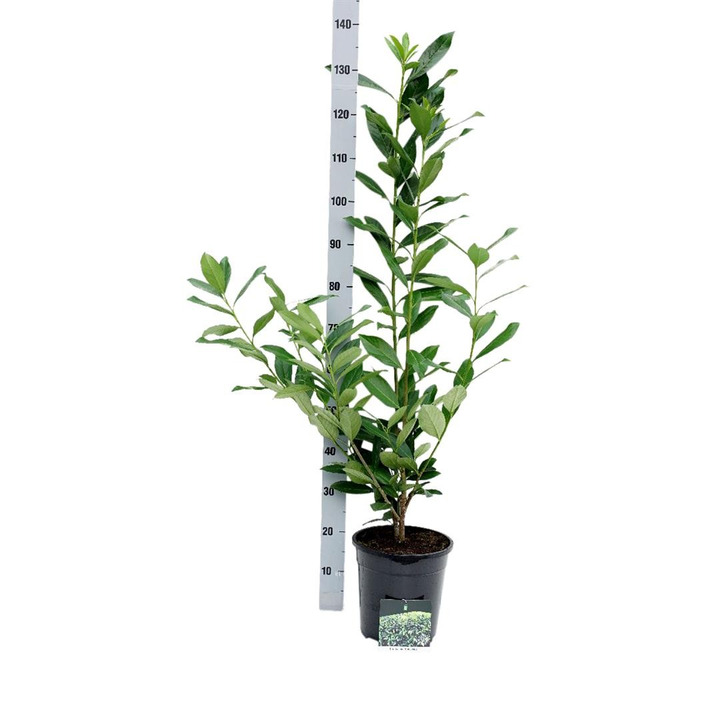 Lauro vyšnia (Lot Prunus laur.) 'Caucasica' C6,5/P24 80-100 CM-VYŠNIOS DEKORATYVINĖS-SAKUROS-MEDŽIAI