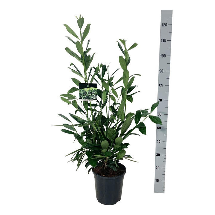 Lauro vyšnia (Lot Prunus laur.) 'Caucasica' C6,5/P24 80-100 CM-VYŠNIOS DEKORATYVINĖS-SAKUROS-MEDŽIAI