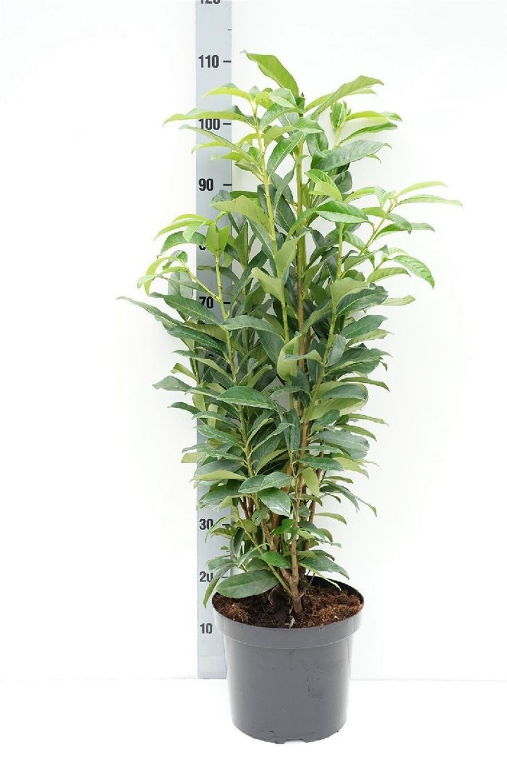 Lauro vyšnia (Lot Prunus laur.) 'Genolia' C7,5/P26 70-80 CM-VYŠNIOS DEKORATYVINĖS-SAKUROS-MEDŽIAI