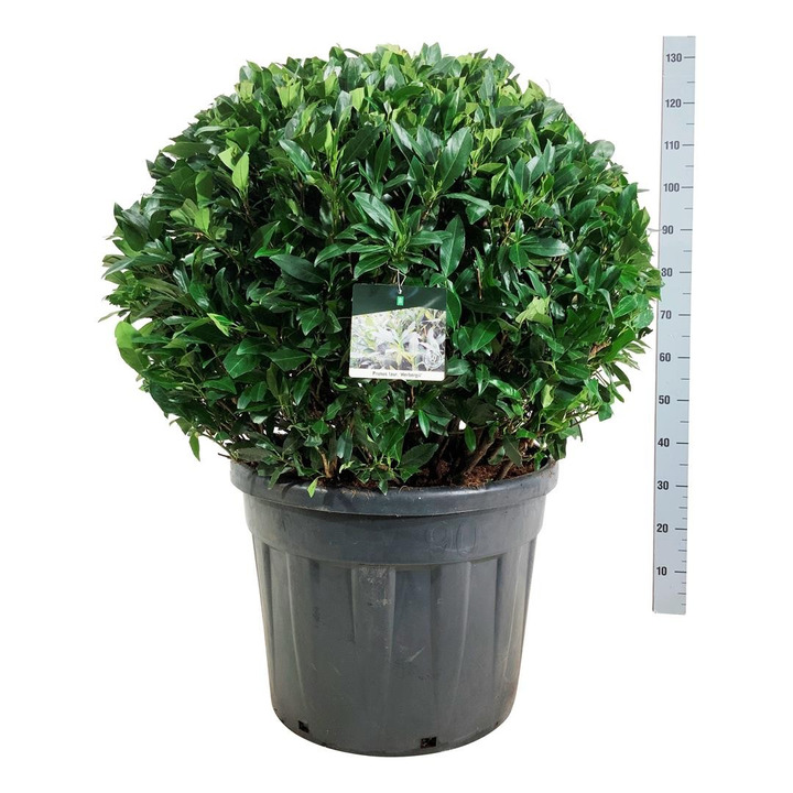 Lauro vyšnia (Lot Prunus laur.) 'Herbergii' 90-100 CM RUTULYS C90-VYŠNIOS DEKORATYVINĖS-SAKUROS-MEDŽIAI