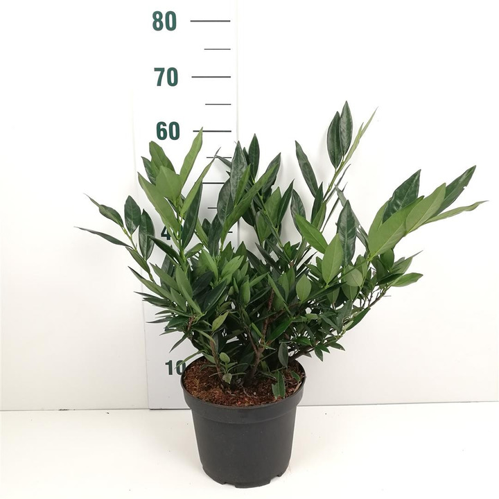 Lauro vyšnia (Lot Prunus laur.) 'Otto Luyken' C3/P19 30-40 CM-VYŠNIOS DEKORATYVINĖS-SAKUROS-MEDŽIAI