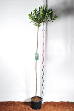 Lauro vyšnia (Lot Prunus laur.) 'Otto Luyken' C15 KOTAS 180 CM KOTO APIMTIS 6-8 CM-VYŠNIOS DEKORATYVINĖS-SAKUROS-MEDŽIAI