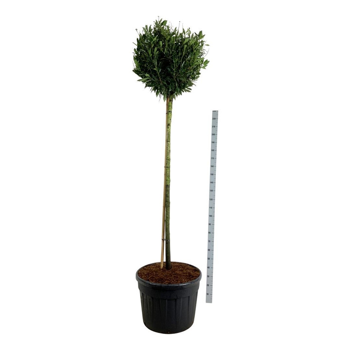 Lauro vyšnia (Lot Prunus laur.) 'Otto Luyken' C130 KOTAS 180 CM-VYŠNIOS DEKORATYVINĖS-SAKUROS-MEDŽIAI