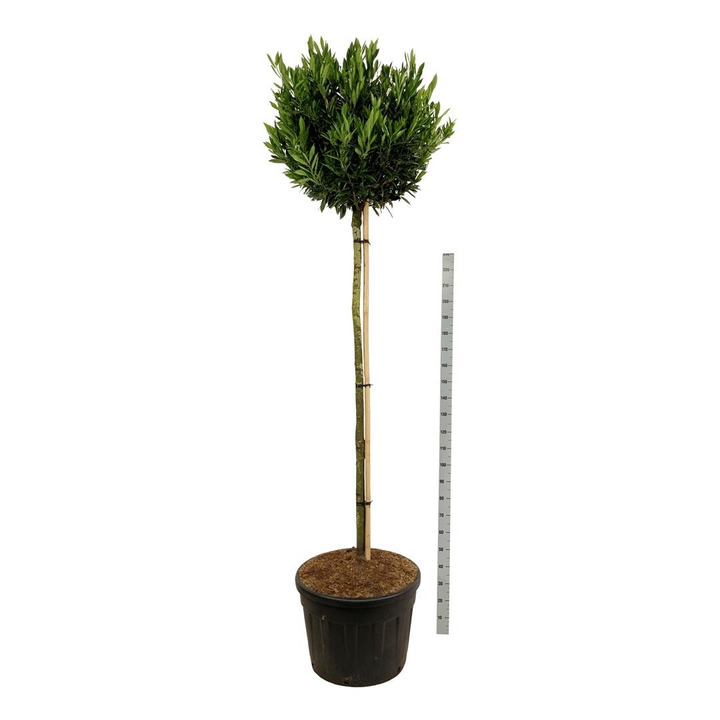 Lauro vyšnia (Lot Prunus laur.) 'Otto Luyken' C130 KOTAS 180 CM-VYŠNIOS DEKORATYVINĖS-SAKUROS-MEDŽIAI