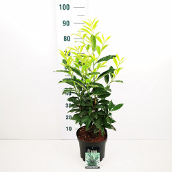 Lauro vyšnia (Lot Prunus laur.) 'Reynvaanii' C5/P23 50-60 CM - nuotrauka 2