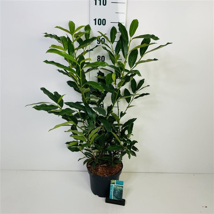 Lauro vyšnia (Lot Prunus laur.) 'Reynvaanii' C5/P23 60-80 CM-VYŠNIOS DEKORATYVINĖS-SAKUROS-MEDŽIAI