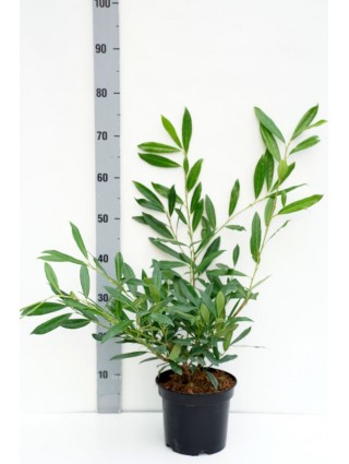 Lauro vyšnia (Lot Prunus laur.) 'Zabeliana' C3/P19 30-40 CM-VYŠNIOS DEKORATYVINĖS-SAKUROS-MEDŽIAI
