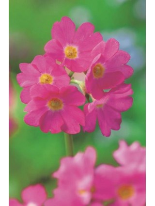 Rausvoji raktažolė (Lot Primula rosea) P9-RAKTAŽOLĖS-DAUGIAMETĖS GĖLĖS