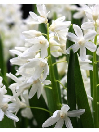 Puškinija Libanotica (Lot Puschkinia libanotica) 'Alba'-PUŠKINIJOS-SVOGŪNINĖS GĖLĖS