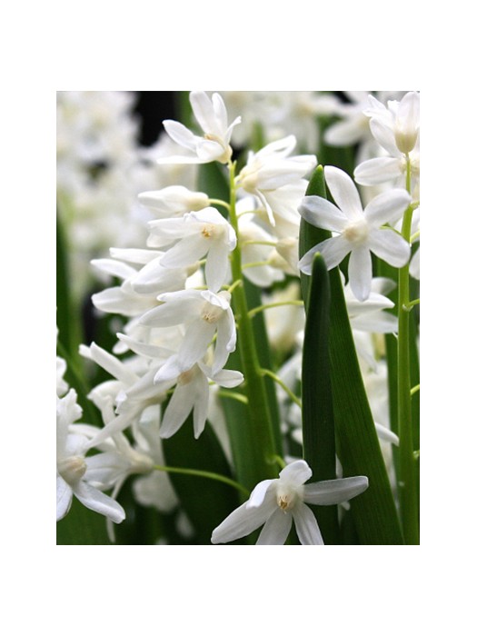 Puškinija Libanotica (Lot Puschkinia libanotica) 'Alba'-PUŠKINIJOS-SVOGŪNINĖS GĖLĖS
