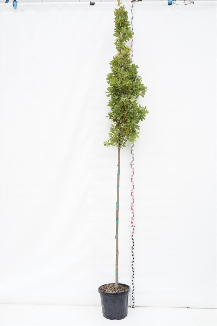 Ąžuolas pūkuotas (Lot Quercus pubescens) C35 KOTAS 200 CM KOTO APIMTIS 10-12 CM-ĄŽUOLAI-MEDŽIAI
