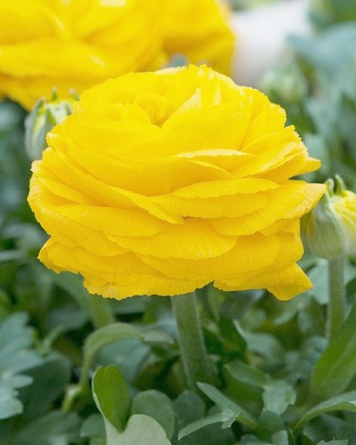 Vėdrynas geel (Lot Ranunculus geel)-KITI-DAUGIAMETĖS GĖLĖS