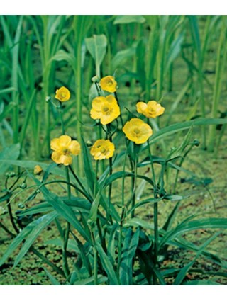 Pelkinis vėdrynas (Lot Ranunculus lingua) 18X18 CM-KITI-DAUGIAMETĖS GĖLĖS