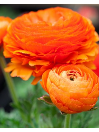 Vėdrynas oranje (Lot Ranunculus oranje)-KITI-DAUGIAMETĖS GĖLĖS