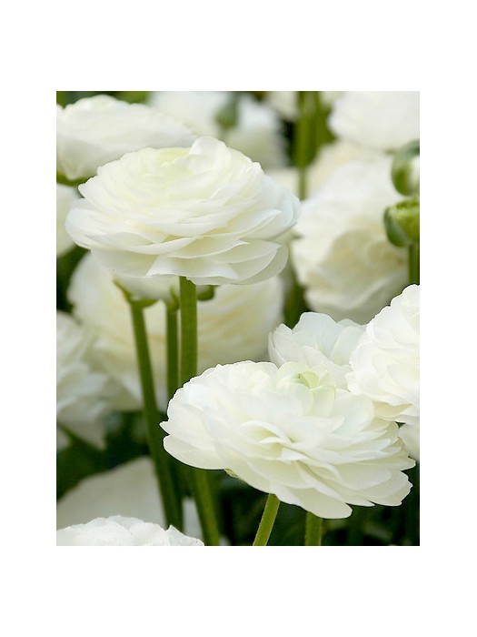 Vėdrynas wit (Lot Ranunculus wit)-KITI-DAUGIAMETĖS GĖLĖS