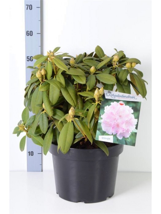 Rododendras (Y) (Lot Rhododendron (Y)) 'Doc' C10 40/+ CM-RODODENDRAI-KRŪMAI