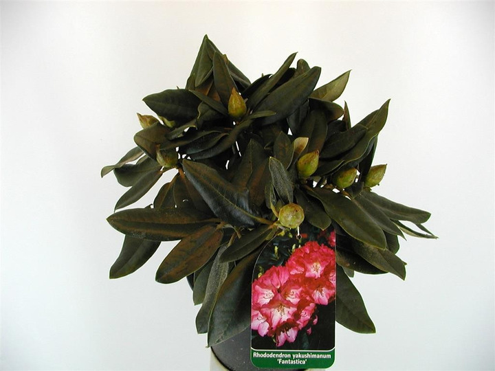 Rododendras (Y) (Lot Rhododendron (Y)) 'Fantastica' C3/P19 25-30 CM-RODODENDRAI-KRŪMAI