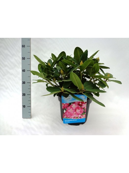 Rododendras (Lot Rhododendron) 'Germania' C10 40-50 CM-RODODENDRAI-KRŪMAI