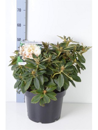 Rododendras (Y) (Lot Rhododendron (Y)) 'Golden Torch' C10 30-40 CM-RODODENDRAI-KRŪMAI
