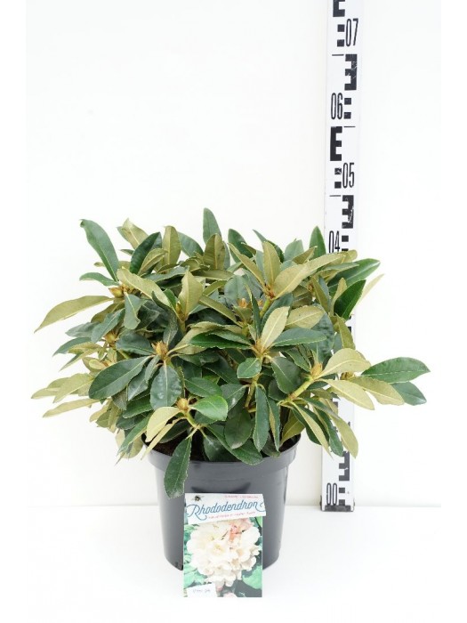 Rododendras (Y) (Lot Rhododendron (Y)) 'Golden Torch' C5/P23 30/+ CM-RODODENDRAI-KRŪMAI
