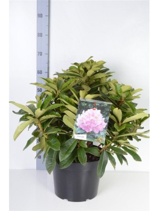 Rododendras (Lot Rhododendron) 'Gomer Waterer' C10 40-50 CM-RODODENDRAI-KRŪMAI