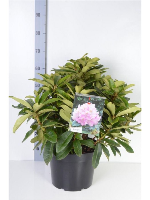 Rododendras (Lot Rhododendron) 'Gomer Waterer' C10 40-50 CM-RODODENDRAI-KRŪMAI