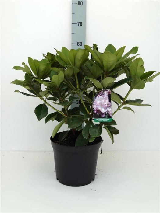 Rododendras (Lot Rhododendron) 'Gomer Waterer' C5/P23 30-40 CM-RODODENDRAI-KRŪMAI