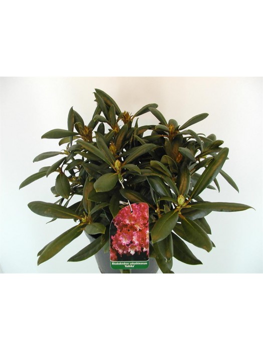 Rododendras (Y) (Lot Rhododendron (Y)) 'Kalinka' C5/P23 30-40 CM-RODODENDRAI-KRŪMAI