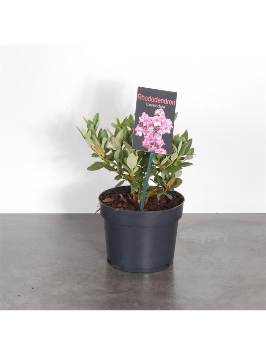 Rododendras (Lot Rhododendron) 'Lavendula' C2/P17 20-25 CM-RODODENDRAI-KRŪMAI