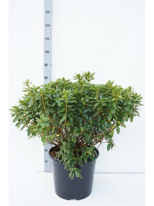 Rododendras (AJ) (Lot Rhododendron (AJ)) 'Luzi' C20 50-60 CM-RODODENDRAI-KRŪMAI