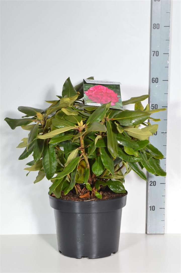 Rododendras (Lot Rhododendron) 'P. American Beauty' C10 40-50 CM-RODODENDRAI-KRŪMAI