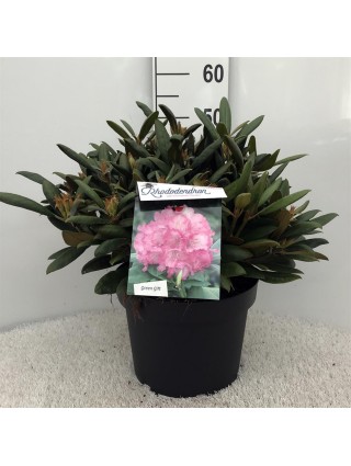 Rododendras (Y) (Lot Rhododendron (Y)) 'Polaris' C10 30-40 CM-RODODENDRAI-KRŪMAI