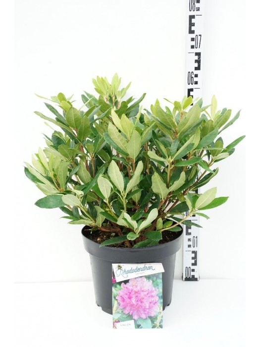 Rododendras pontinis (Lot Rhododendron ponticum) C10 50-60 CM-RODODENDRAI-KRŪMAI