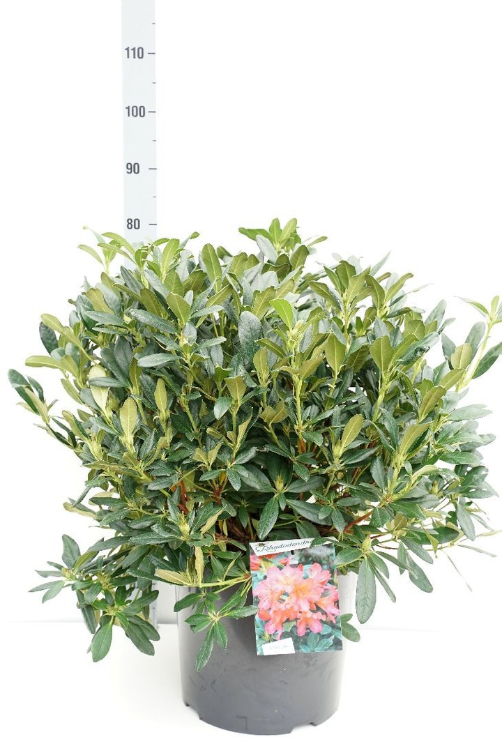 Rododendras (Lot Rhododendron) 'Scyphocalix' C20 50-60 CM-RODODENDRAI-KRŪMAI