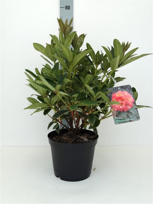 Rododendras (Lot Rhododendron) 'Sun Fire' C5/P23 30-40 CM-RODODENDRAI-KRŪMAI