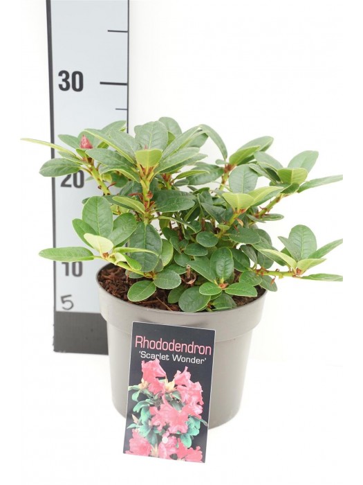Rododendras (F) (Lot Rhododendron (F)) 'Scar.